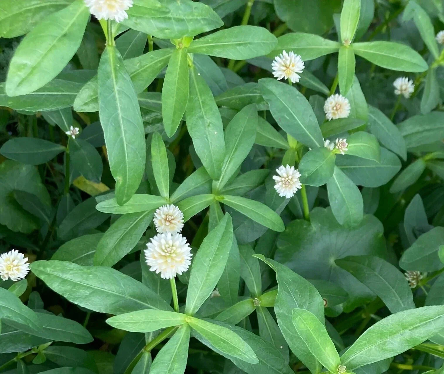 Alligator Weed Live Plants - Marginal Bog Plants for Ponds - Alternanthera philoxeroides - Aquatic Water Garden Plants