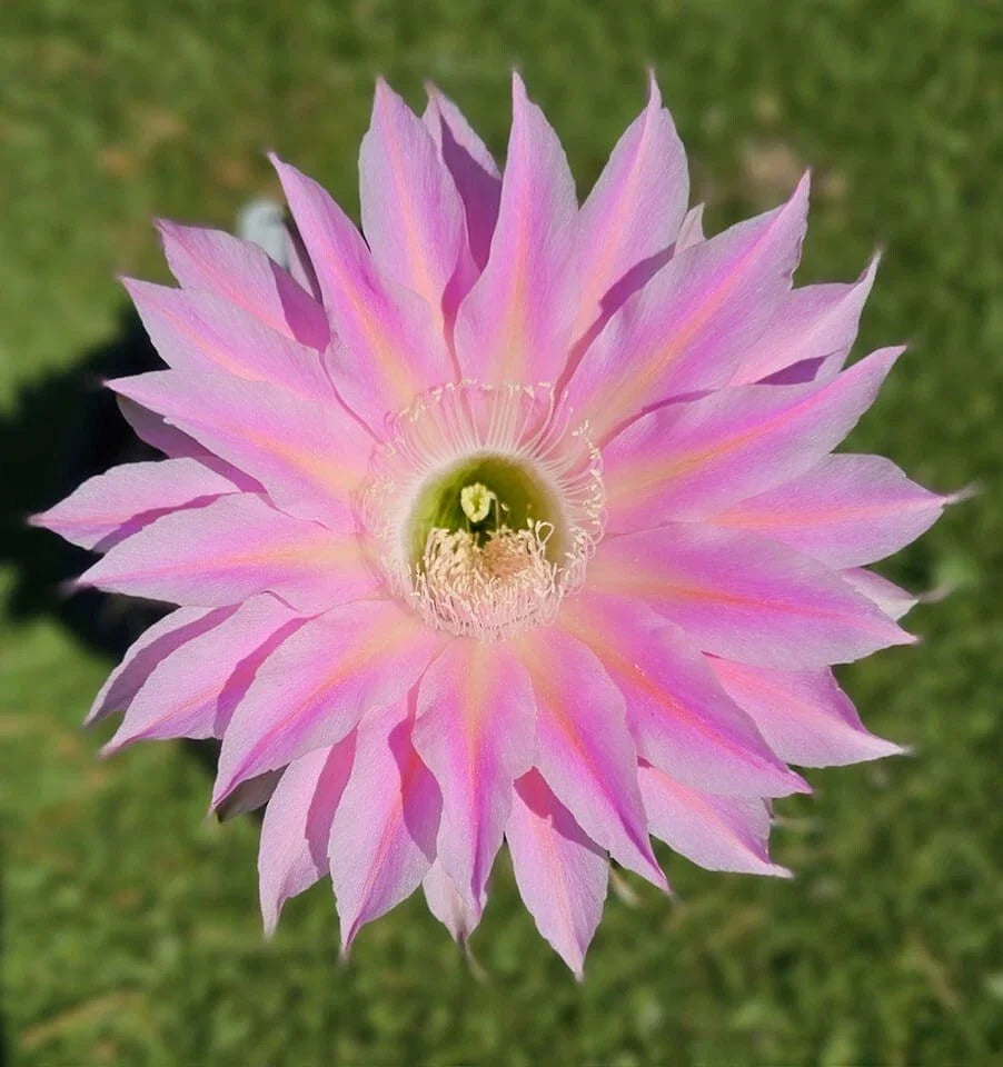 Echinopsis Hybrid Cactus Offset - Rare S3X ON THE BEACH MEX 388-2 Succulent Rooted Plant for Indoor Outdoor Gardens