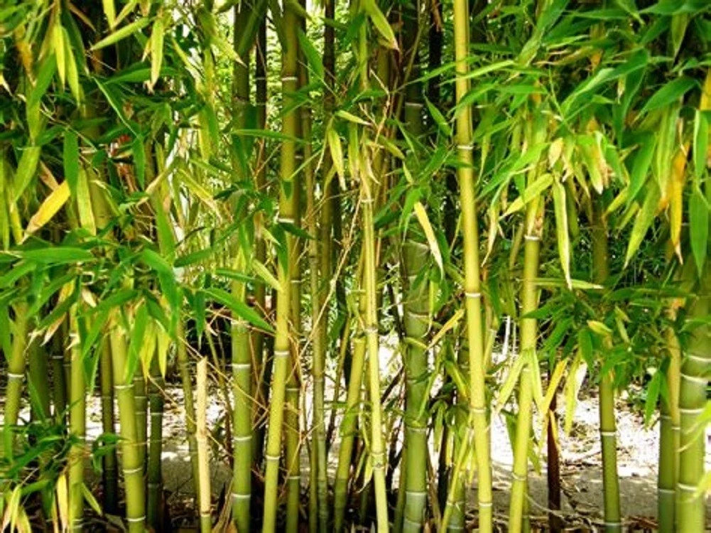 Yellow Bamboo Seeds - Clumping Privacy Screen, Garden Shade, Bambusa vulgaris var. vittata, 50 Pack