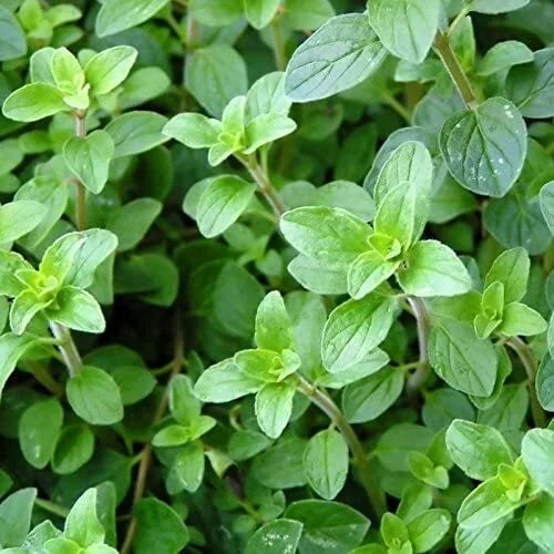Italian Oregano Seeds - 2,000 Heirloom Non-GMO Seeds - Origanum vulgare subsp. hirtum - Culinary Herb for Garden or Containers