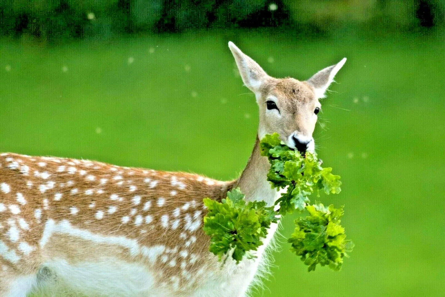 Deer Proof Wildflower Seed Mix - 15 Native Annual & Perennial Flowers - Pollinator Attracting, Non-GMO, 2001+ Seeds