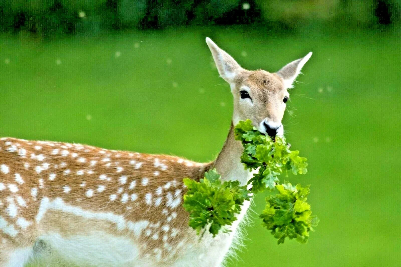 Deer Proof Wildflower Seed Mix - 15 Native Annual & Perennial Flowers - Pollinator Attracting, Non-GMO, 2001+ Seeds