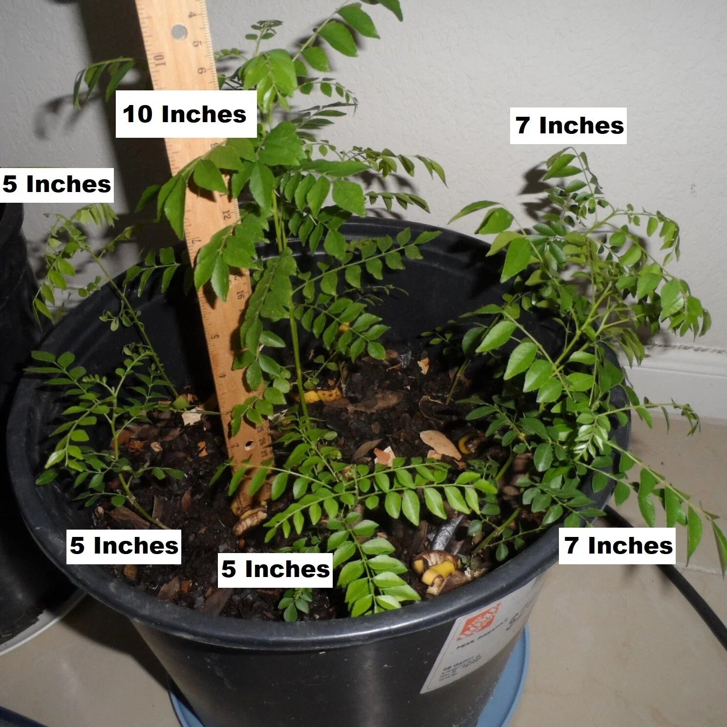 Fragrant Curry Leaf Plant - 4-7 Inch Rooted Potted Starter - Murraya koenigii - Culinary Herb for Indoors & Gardens