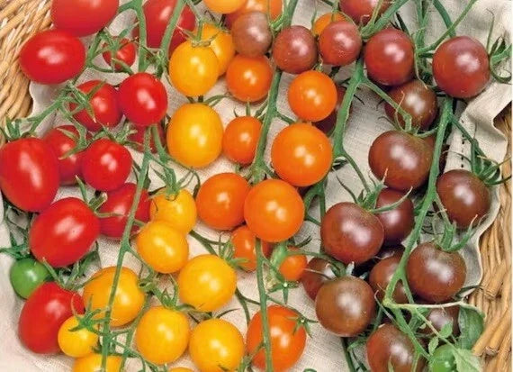Multi Color Cherry Tomato Seeds Rainbow Medley – 50 Pack, Heirloom, Non-GMO, Easy Vegetable Garden Fruit, Solanum lycopersicum