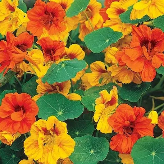 Dwarf Tom Thumb Mix Nasturtium Seeds - Edible, Non-GMO, 25 Seeds