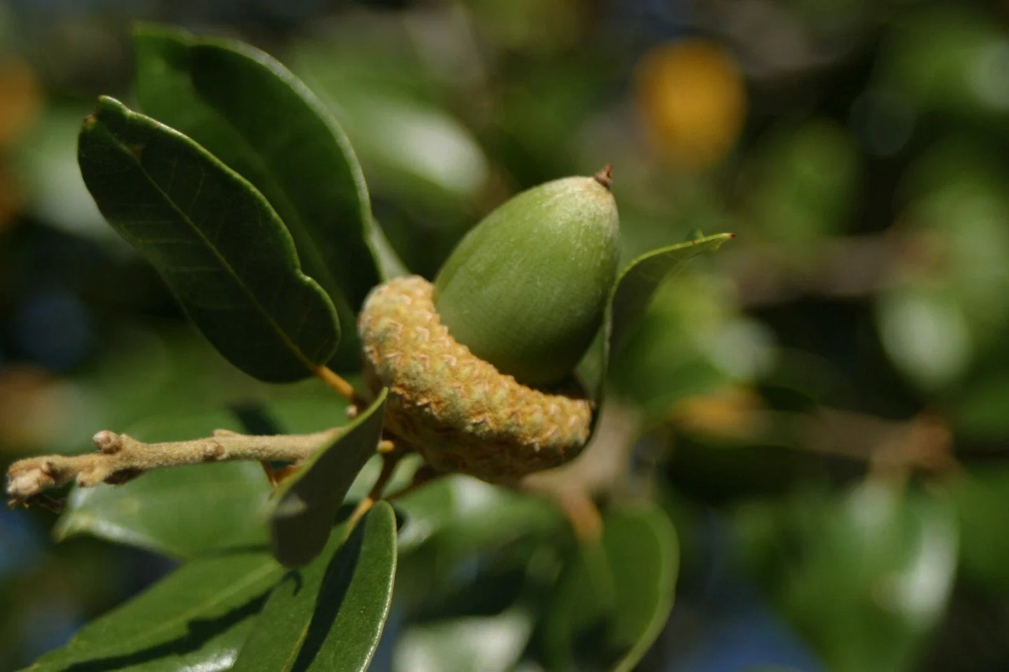 Fresh Acorns 20 Pack for Planting - Canyon Live Oak Quercus chrysolepis Native California Tree