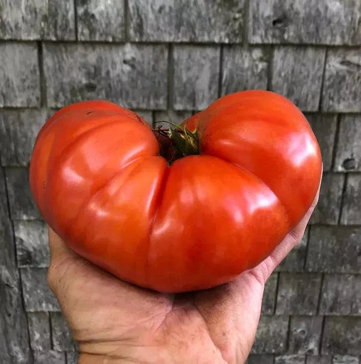 Giant Beefsteak Tomato Seeds - Heirloom Organic Non-GMO - 120+ Seeds for Home Gardening