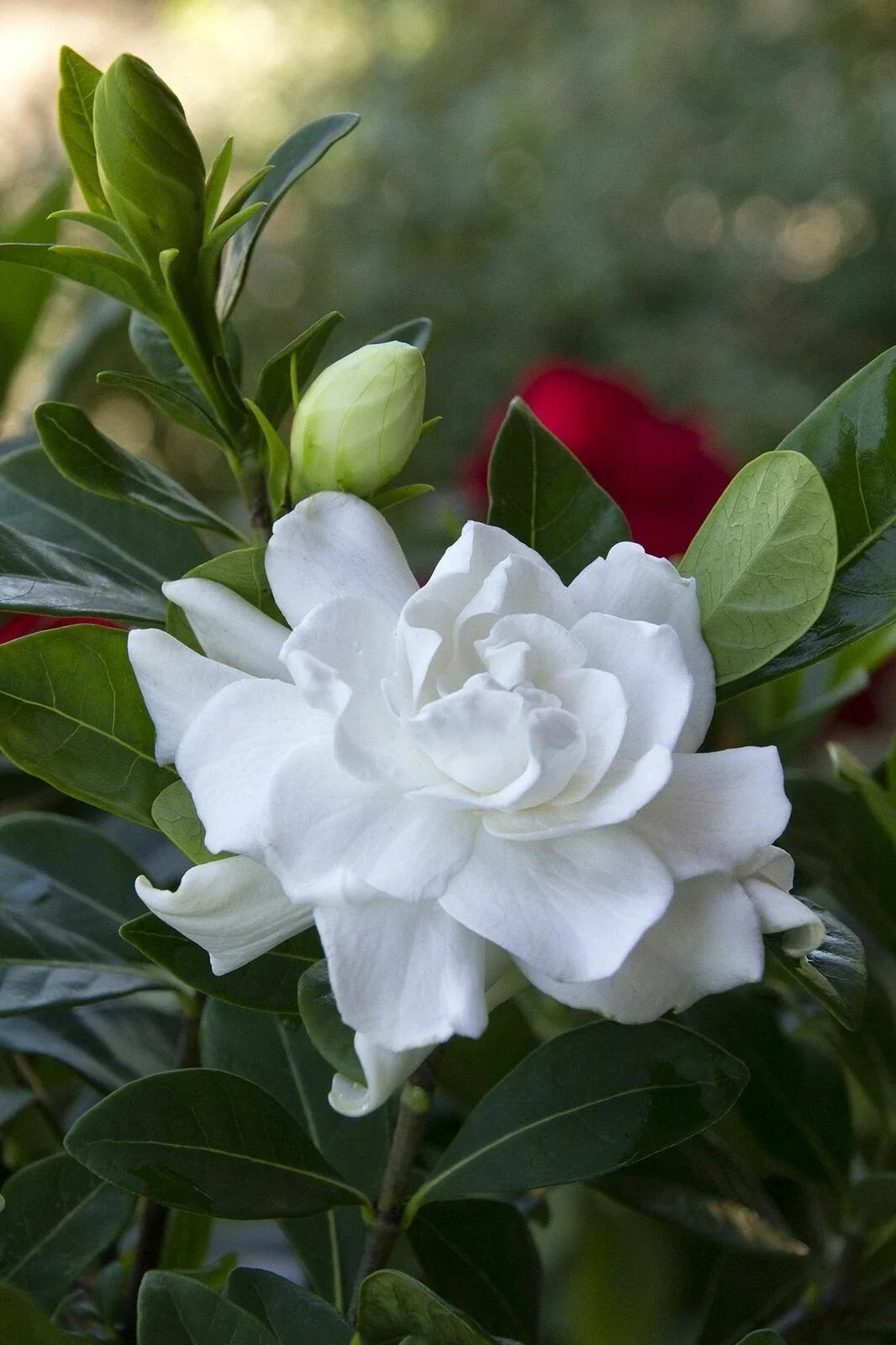 Gardenia Jasminoides Potted Plant with Double White Fragrant Flowers – Compact Shrub for Garden or Indoor Use