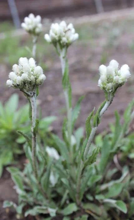 Pussytoes Wildflower Seeds 50 Pack, Antennaria plantaginifolia, Perennial Ground Cover, Native Wildflower Seeds