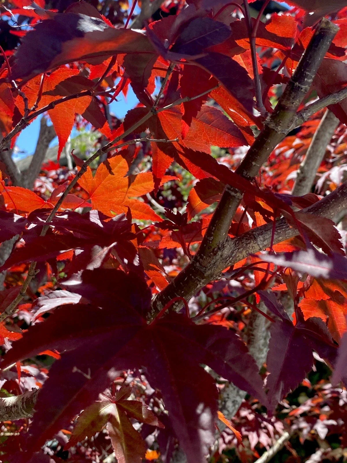 Japanese Red Maple Cuttings - 6 Stem Propagation Acer Palmatum for Garden, Bonsai, Landscape
