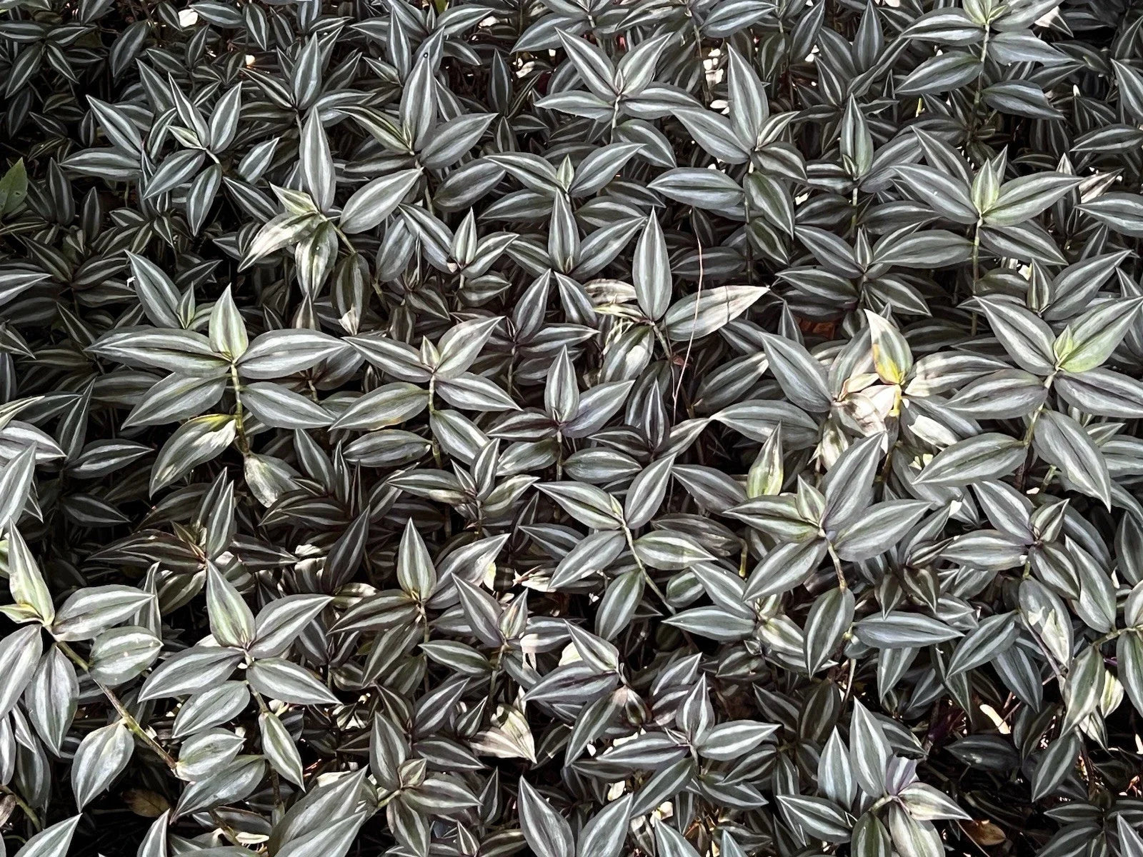 Tradescantia Zebrina Cuttings - 20 Pieces Indoor Houseplant Propagation Material - Wandering Jew Plant - Low Maintenance, Vibrant Foliage