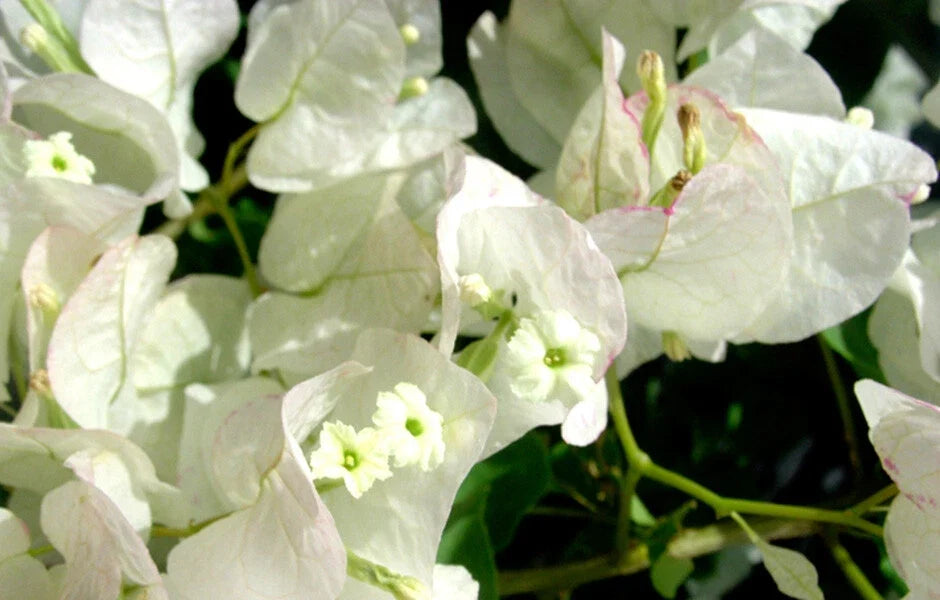 Bougainvillea Starter Plant - Seafoam Variety - Well Rooted Bougainvillea spp. for Garden, Patio, Container, or Trellis
