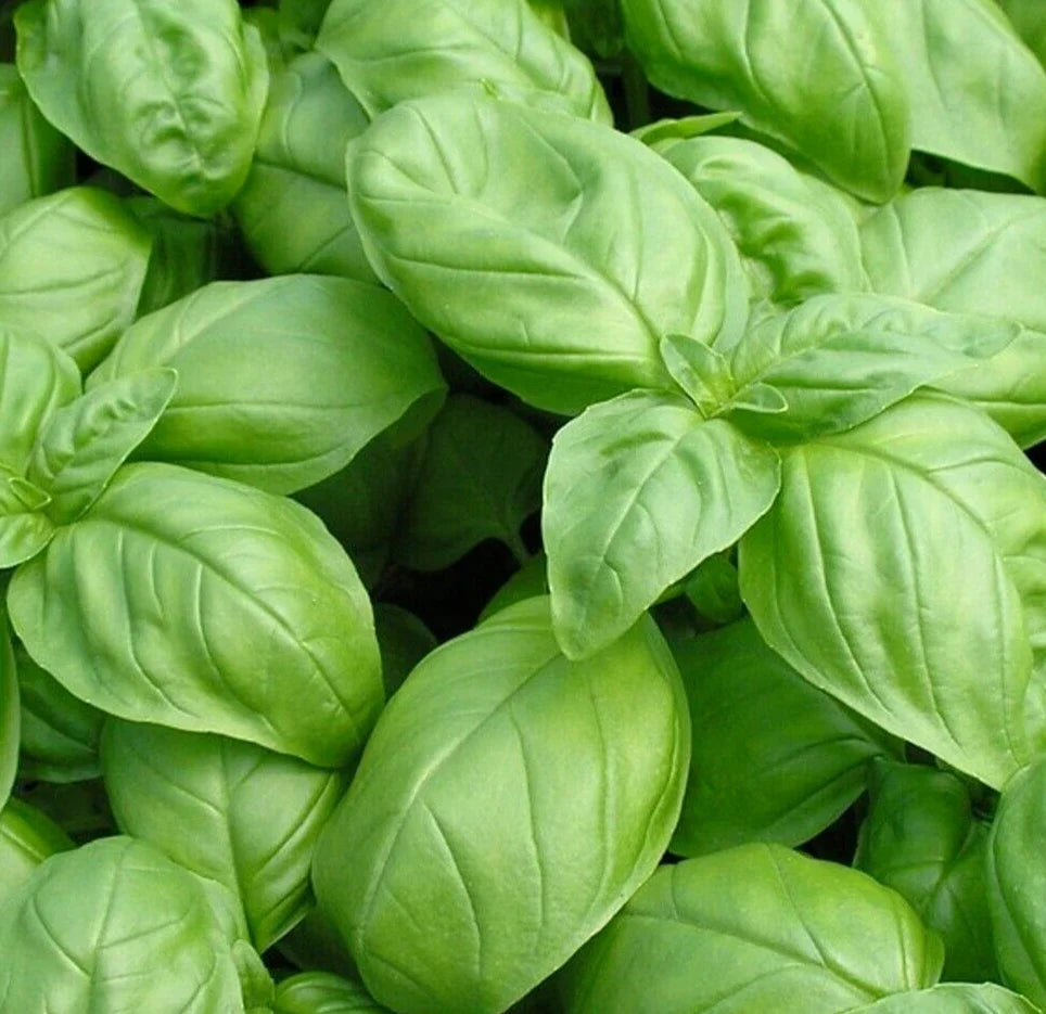 Italian Large Leaf Basil Seeds - Non-GMO Herb Seeds for Indoor Outdoor Garden - Ocimum basilicum