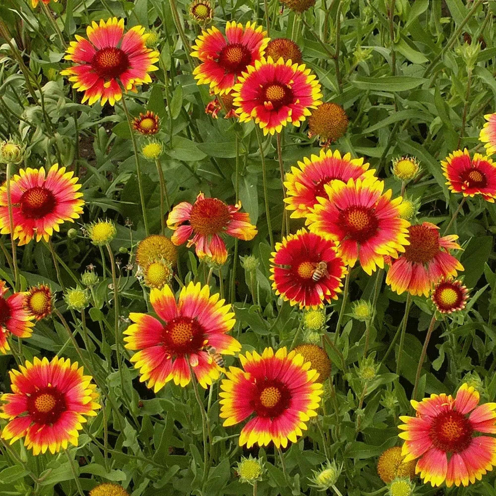 Indian Blanket Seeds - 315 Drought Resistant Gaillardia pulchella Seeds - GroCo USA