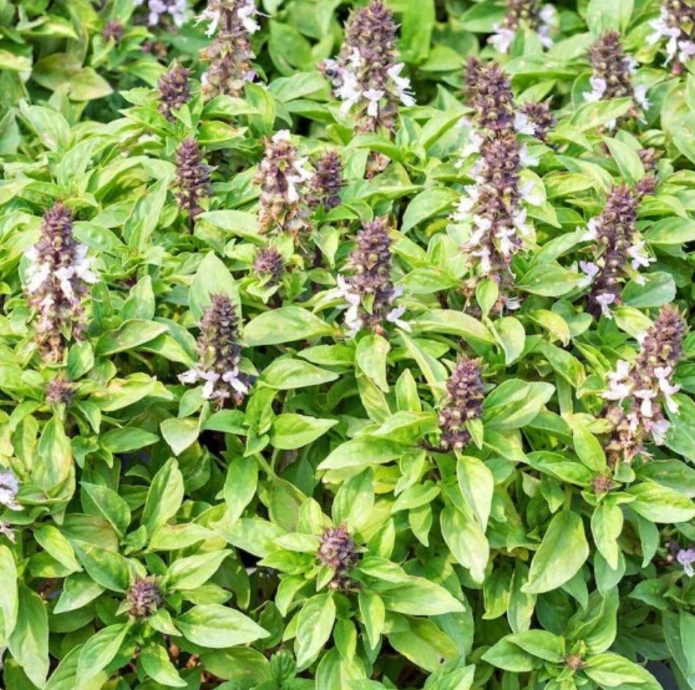 Thai Basil Seeds - 1,000 Count, Ocimum basilicum, Culinary Herb Seeds for Gardening, Aromatic, Non-GMO, Indoor & Outdoor