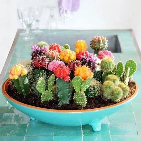 Mixed Variety Cactus Seeds Pack of 100 | Succulent Seeds for Indoor & Outdoor Gardening | Easy Grow Cacti Collection