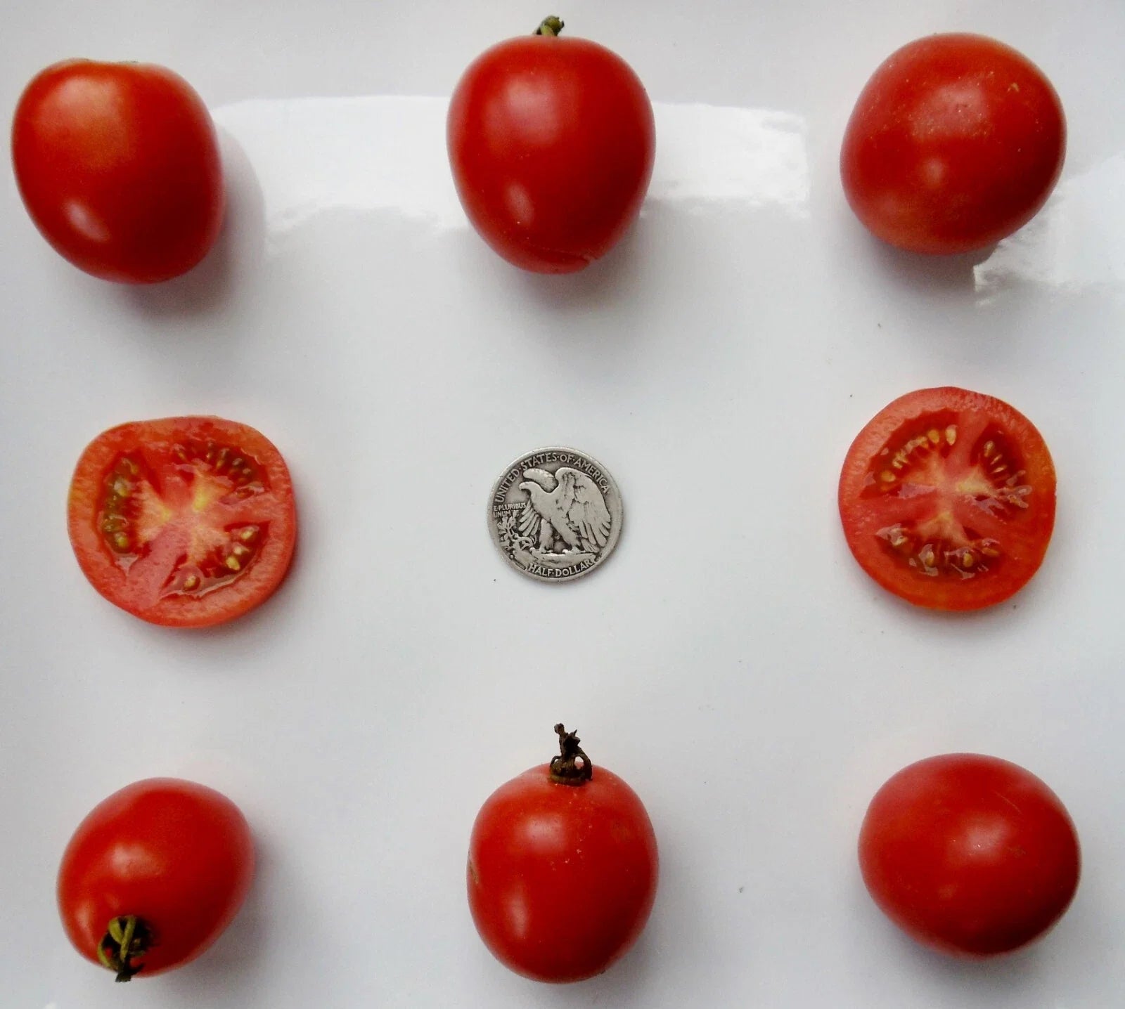 Northern Delight Seeds - Very Early Variety for Quick Harvest - 25 Non-GMO Seeds for Home Garden & Container Gardening