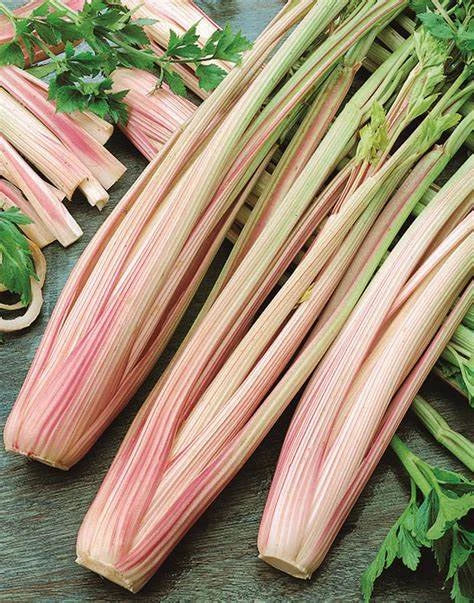 Peppermint Celery Seeds - Organic Apium graveolens Herb Garden Starter, Fresh Seeds for Planting, Non-GMO, Container & Garden Growth