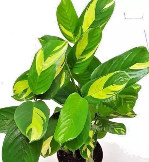 Houseplant Ctenanthe Lubbersiana, Variegated Live Prayer Plant, 1-2 ft, Indoor Tropical Foliage, Ctenanthe spp.