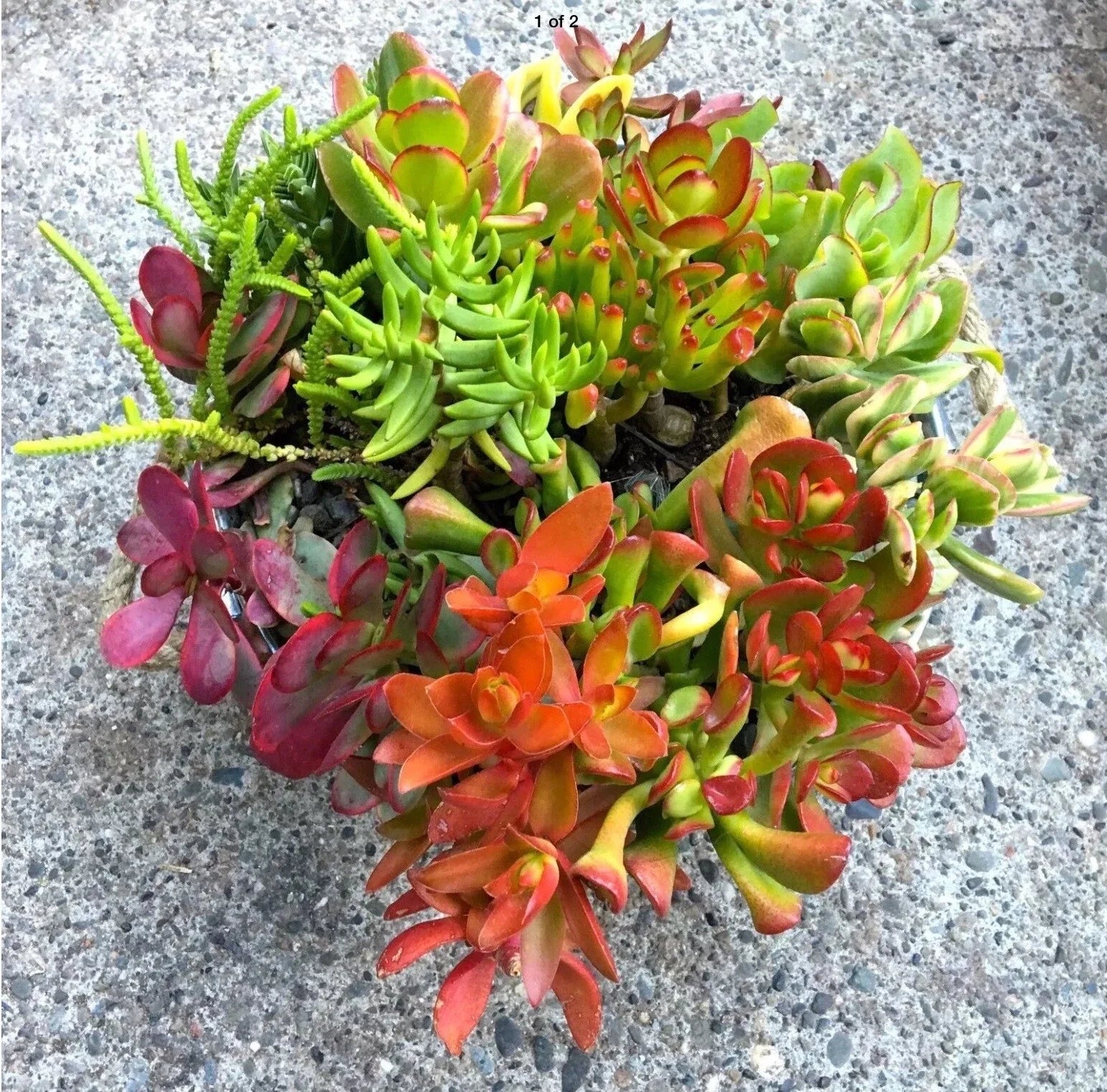 Crassula Jade Cuttings Collection - 10 Varieties + 2 Free Organic Succulent Plants for Beginners, Crassula ovata