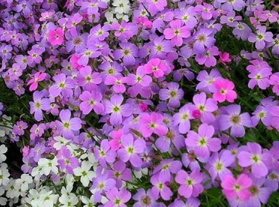 Virginia Stock Seeds 100 Count Lilac White Flowers Malcomia maritima Garden Seeds