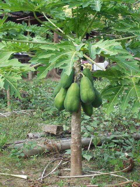 Solo Sunrise Papaya Seeds - Fast-Growing Carica papaya Fruit Seeds for Home Gardens
