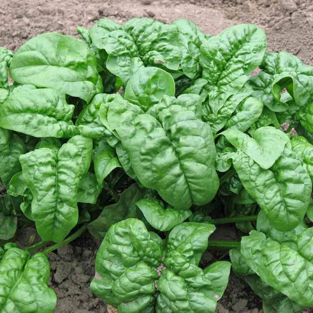 Giant Nobel Spinach Seeds - Organic Heirloom Vegetable Seeds for Container Gardening - Spinacia oleracea, 200+ Seeds