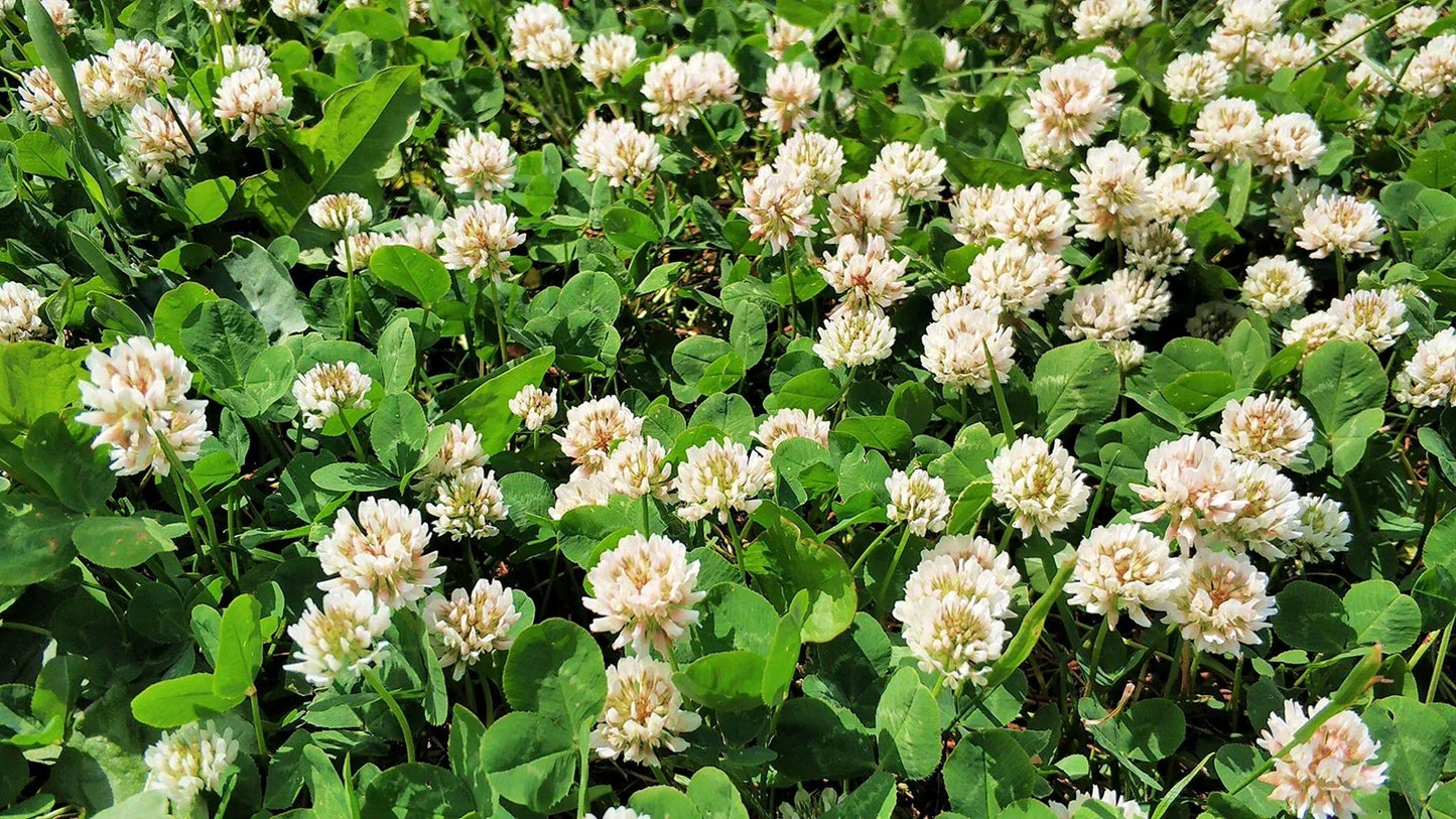 White Dutch Clover Seeds - Eco-Friendly Ground Cover Lawn Alternative