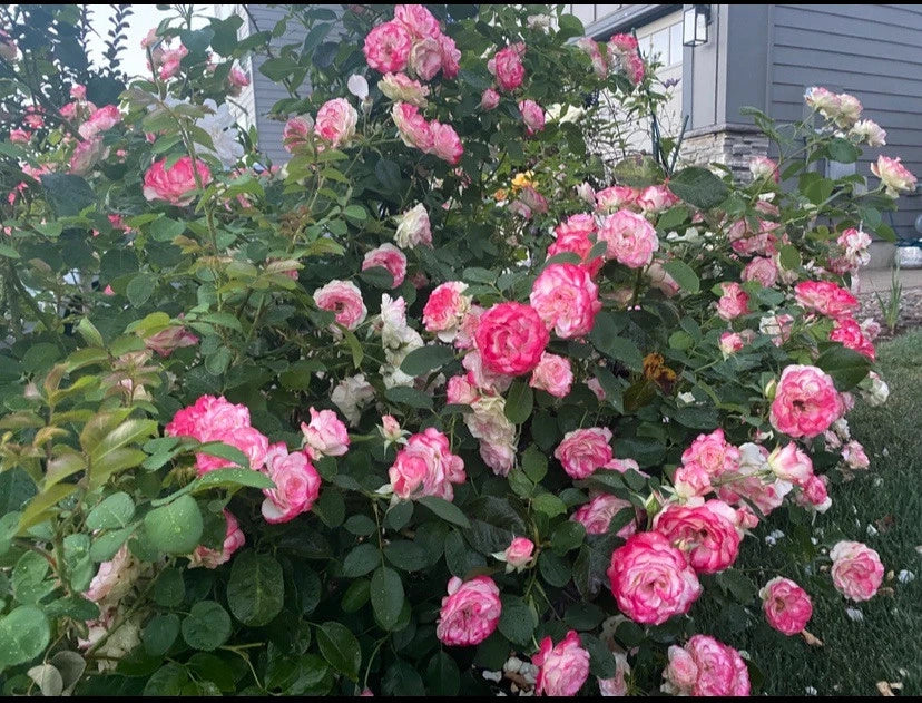 Unrooted Rose Cuttings – Cherry Parfait Grandiflora – 3 Stems, 5-8 Inches – Rosa 'Cherry Parfait' Garden Plant