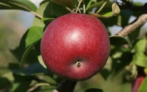 McIntosh Apple Seeds - 25+ Pack for Gardening, Malus domestica, Fruit Tree, Non-GMO, USA