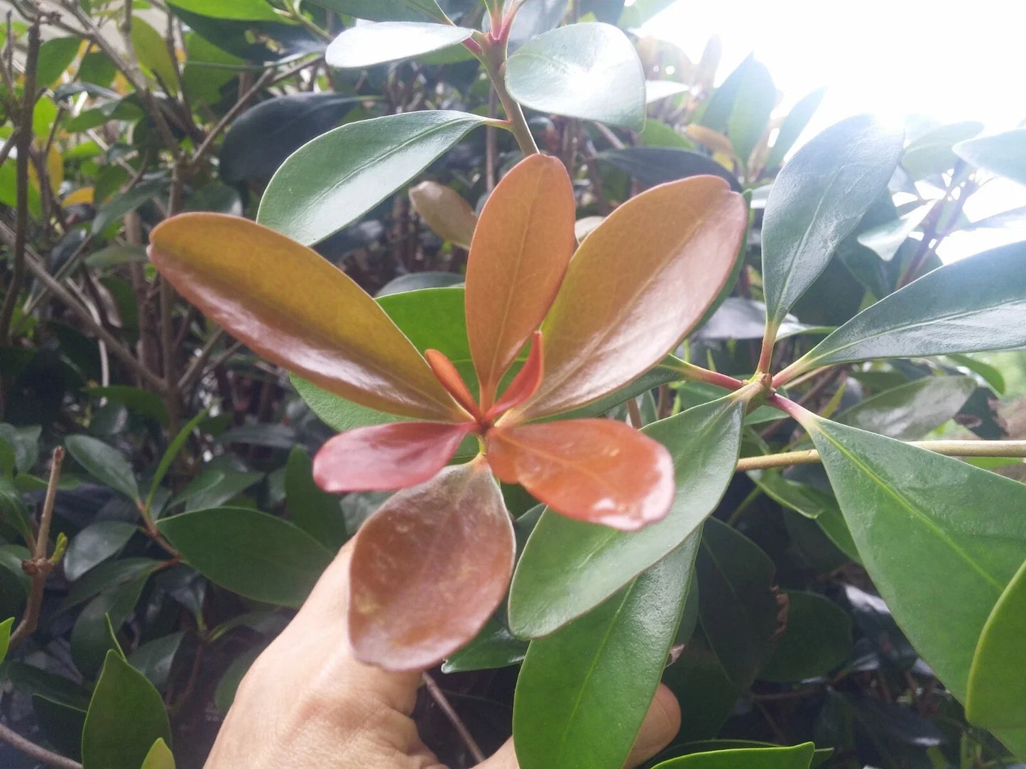 Leann Cleyera Scions - 20 Thin Cuttings for Evergreen Hedge - Cleyera japonica - Glossy Dark Green Foliage