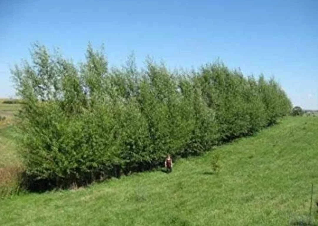 Austree Hybrid Willow Tree Cuttings - 10 Pack for Privacy Hedge, Fast Growing Salix x matsudana × Salix alba
