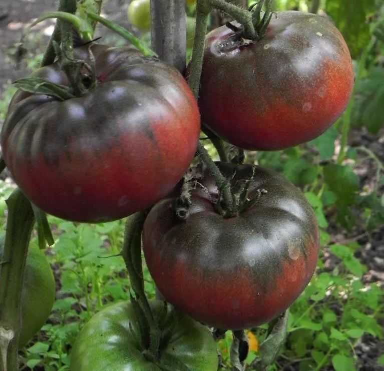 Black Krim Tomato Seeds - NON-GMO Heirloom Variety - Rare Solanum lycopersicum Seeds