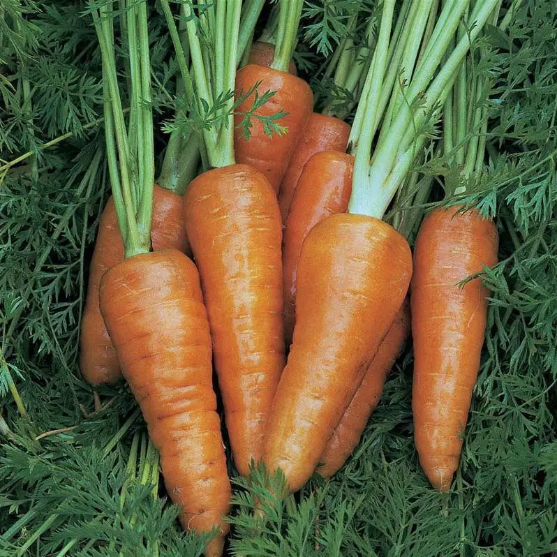 Chantenay Red Cored Carrot Seeds - Non-GMO Vegetable Seeds for Home Gardens - Daucus carota, 1000+ Seeds
