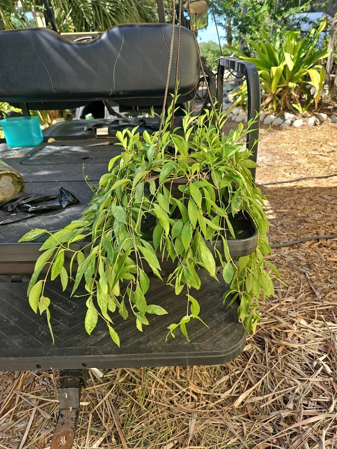 XL Aeschynanthus Lipstick Plant - Variegated Indoor Hanging Plant in 8" Pot