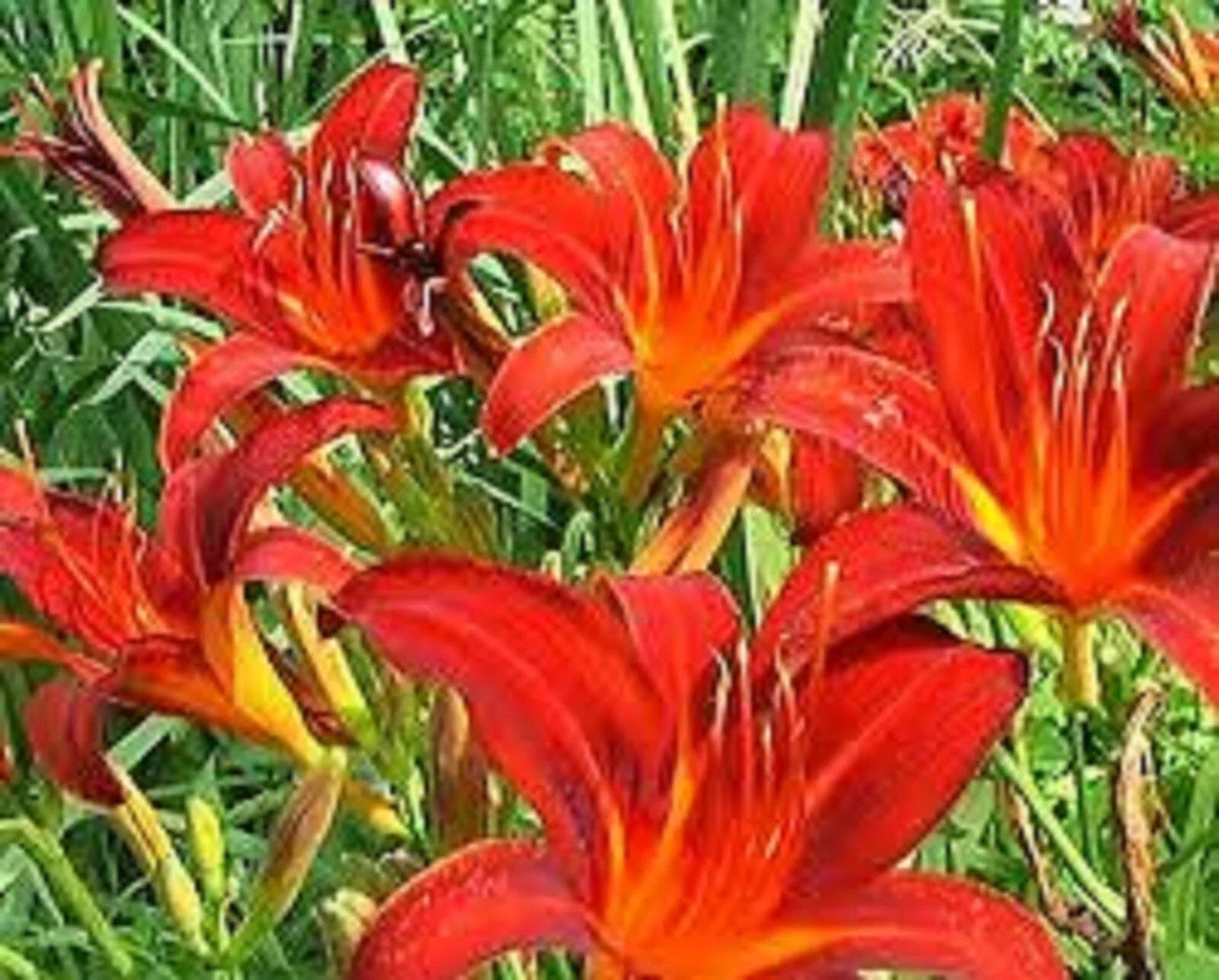 Red Giant Daylily Bare Root Plants – Vibrant Red Flowers, Hemerocallis 'Red Giant', Clump-Forming Perennials, Full Sun, Drought Tolerant