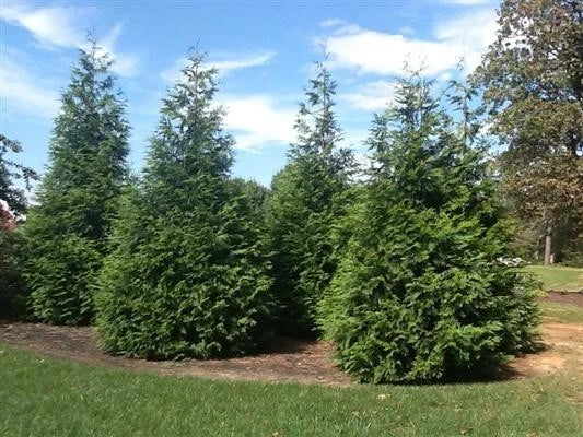 Green Giant Arborvitae Plants 2.5-Inch Pot 6-12 Inches Thuja 'Green Giant' Evergreen Privacy Screen Windbreak