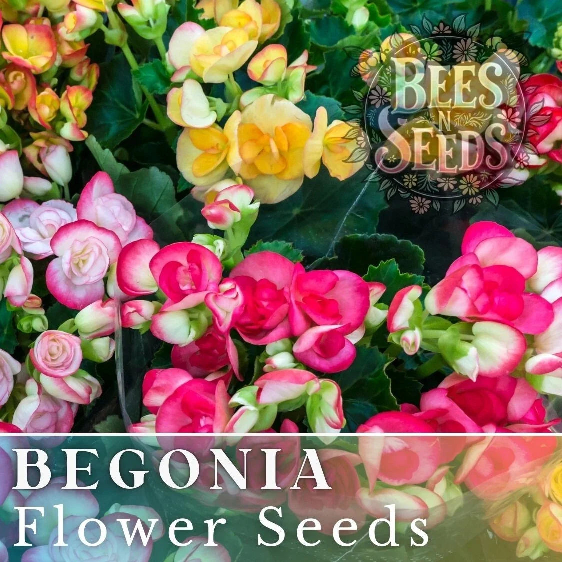 Dreamscape Blend Begonia Seeds - Non-GMO Flower Seeds for Borders & Containers - 45 or 125 Count - Begonia spp.