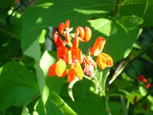 15 Scarlet Runner Bean Seeds - Phaseolus coccineus - Flowering Climbing Vine - USA
