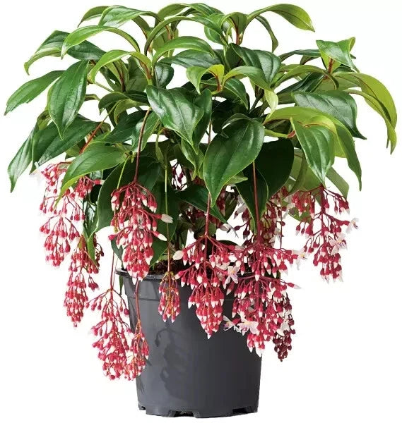 Medinilla magnifica Starter Plant - Rare Tropical Houseplant with Pink Flower Clusters - Live Well-Rooted Indoor Plant
