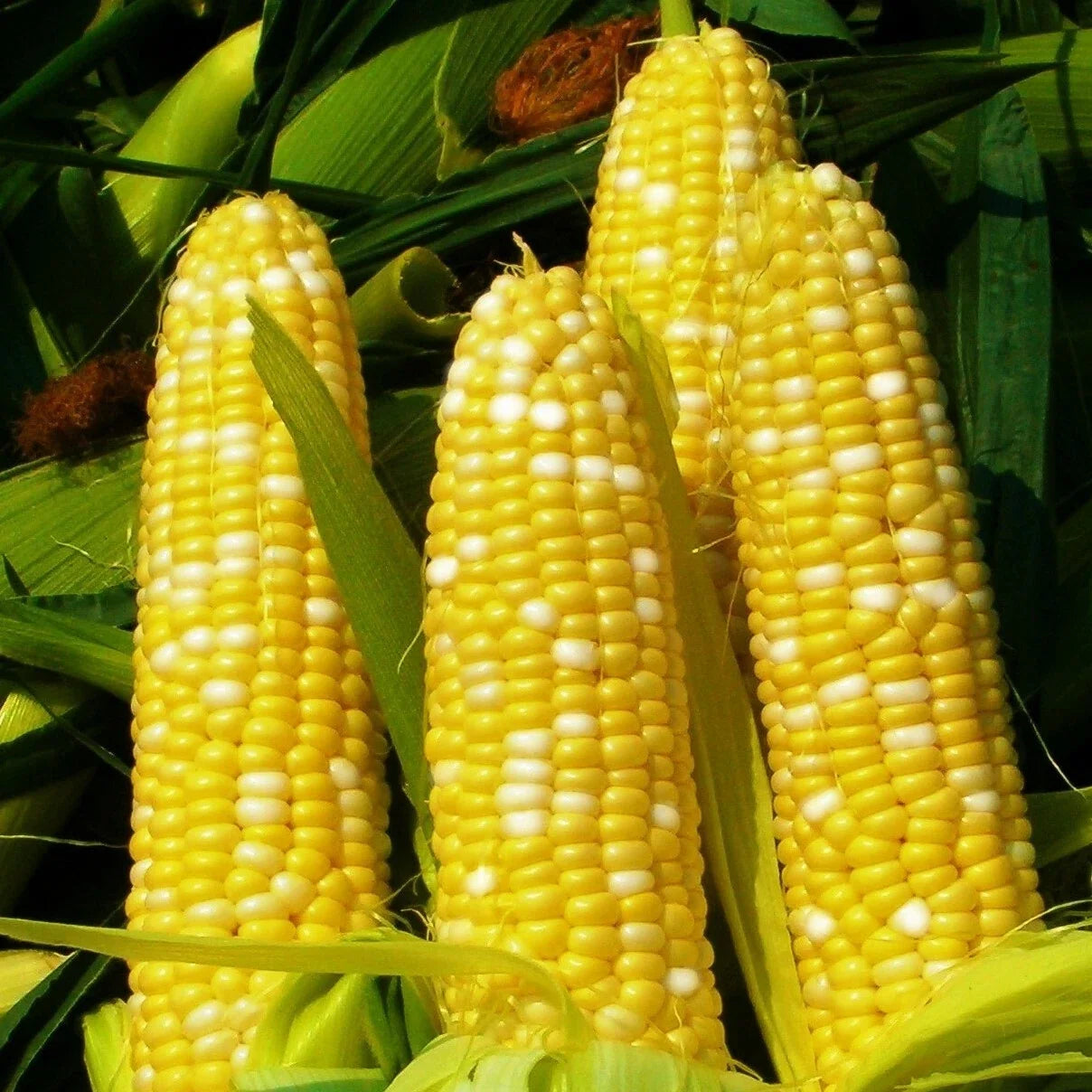 Sweet Corn Seeds Bicolor Yellow White SE Hybrid | Zea mays | Bilicious 2025