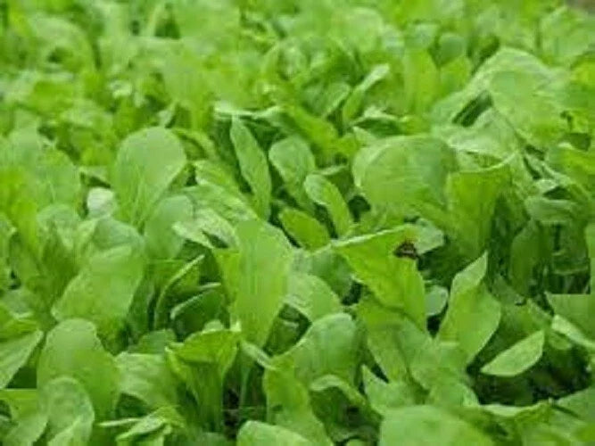 Organic Heirloom Arugula Seeds - Roquette Variety - Non-GMO Garden Seeds for Salad and Garnish