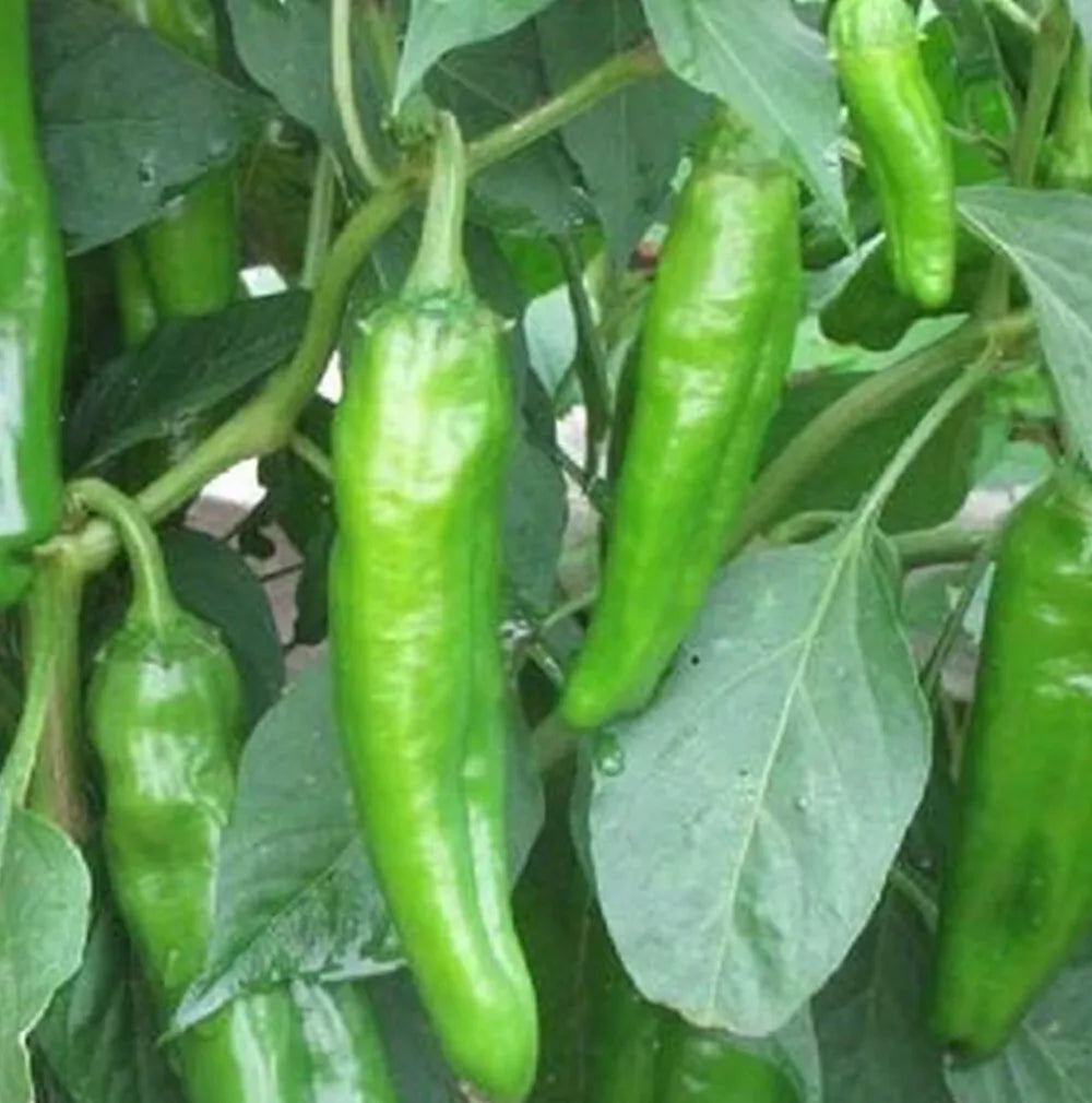 Anaheim Chili Hot Pepper Seeds | NON-GMO Heirloom Capsicum annuum