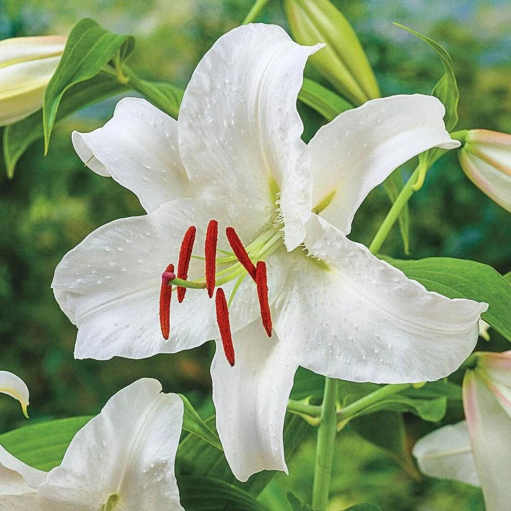 White Casa Blanca Oriental Lily Bulb, Fragrant Lilium Flower, 16-18cm, Bare Root, Garden & Bouquet Plant
