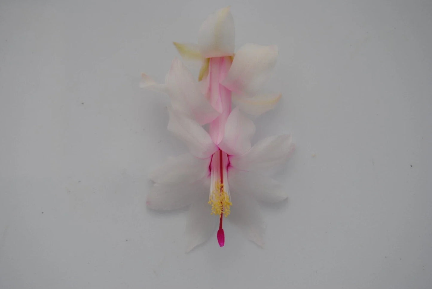 Christmas Cactus Starter Plant - White Modesto Schlumbergera Truncata - Well-Rooted Indoor Plant for Easy Care & Holiday Blooms