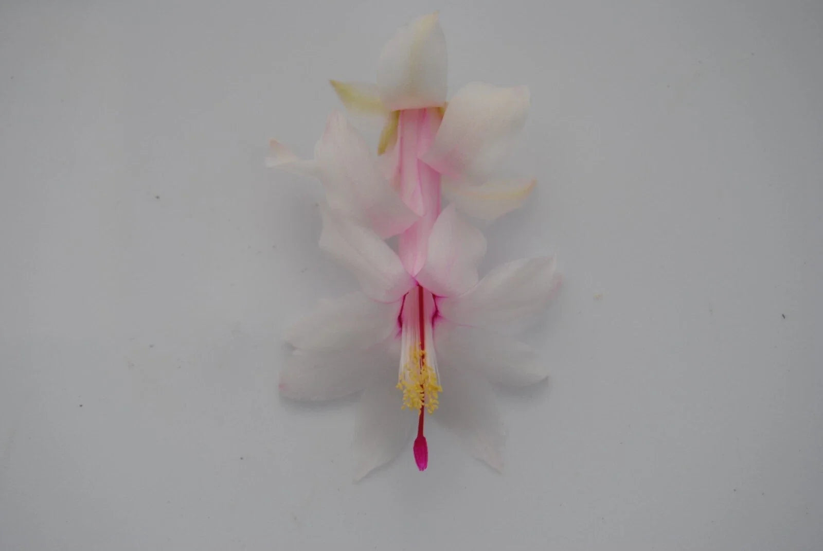 Christmas Cactus Starter Plant - White Modesto Schlumbergera Truncata - Well-Rooted Indoor Plant for Easy Care & Holiday Blooms