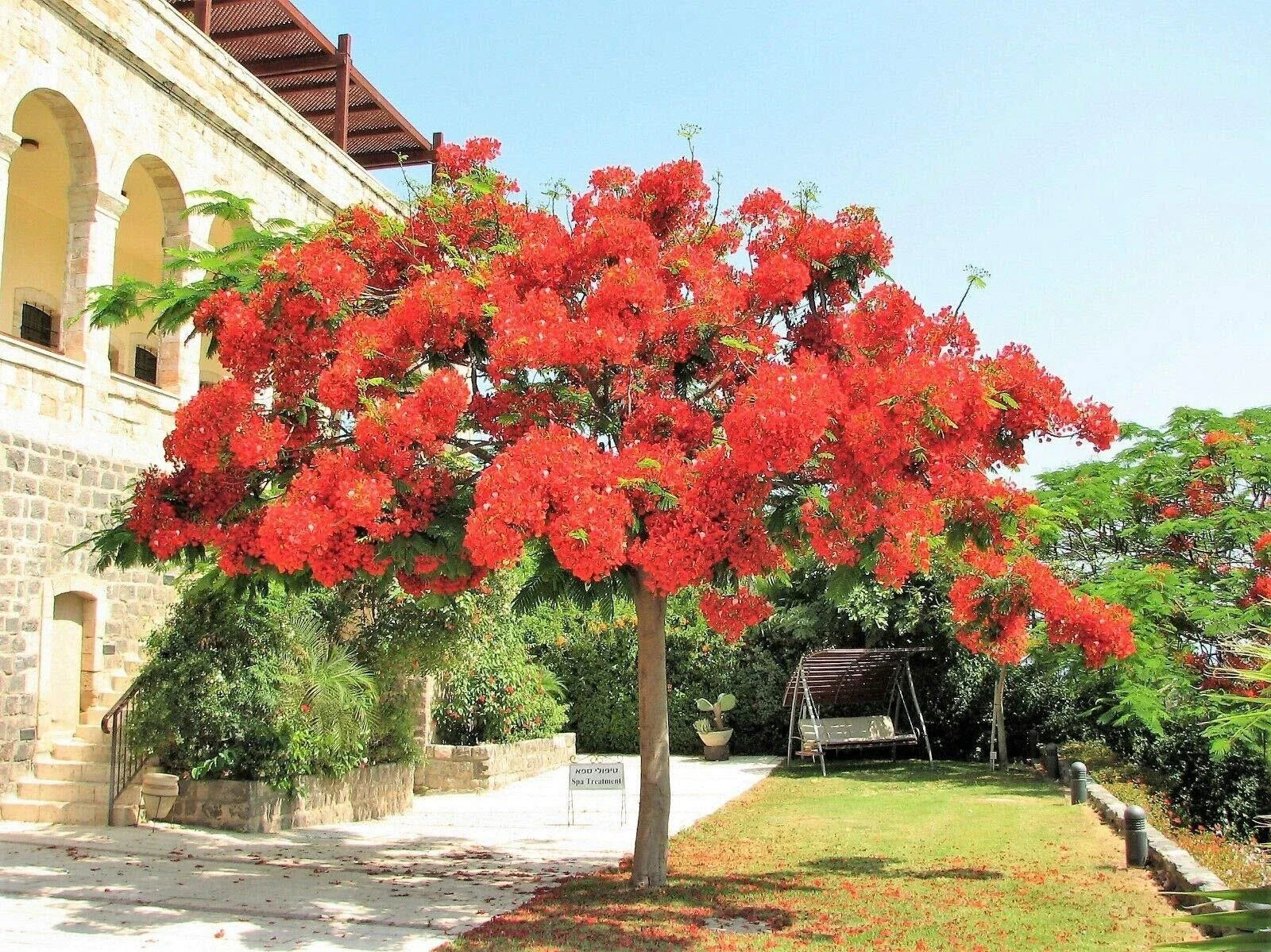 Royal Poinciana Tree Starter Plant 8-12" Delonix Regia Flamboyant Red Flame Flower