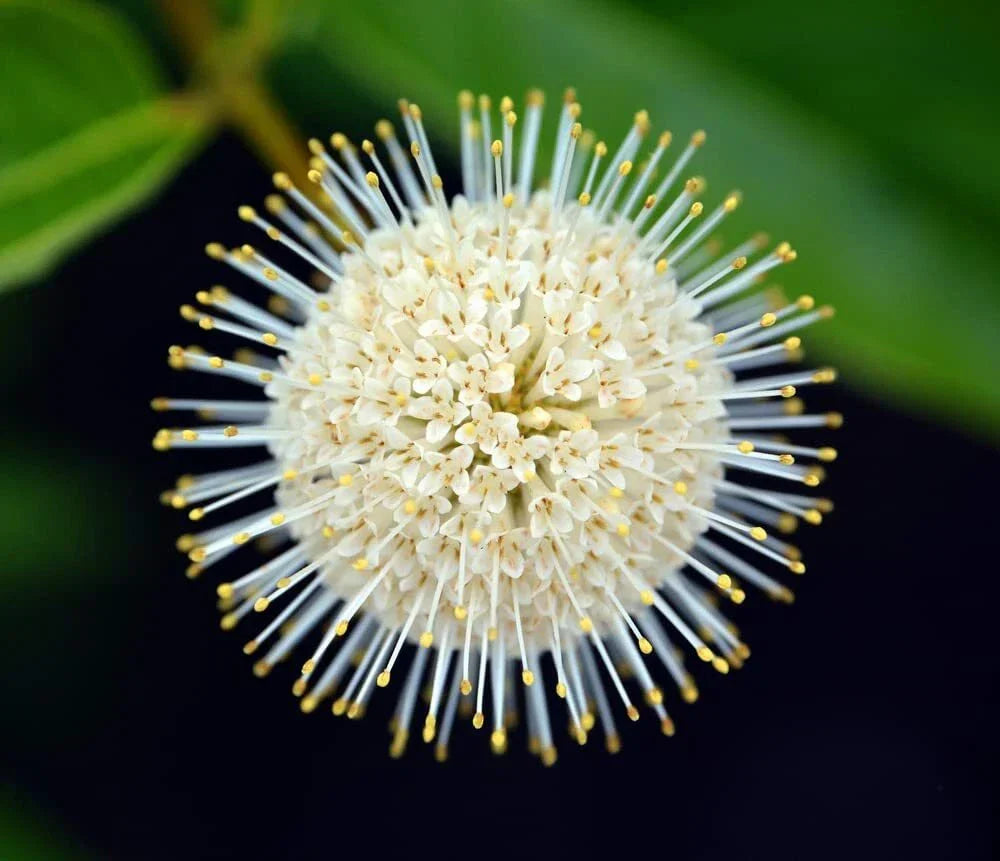 Buttonbush Seeds Cephalanthus occidentalis - 100 Count Native Perennial Wetland Plant