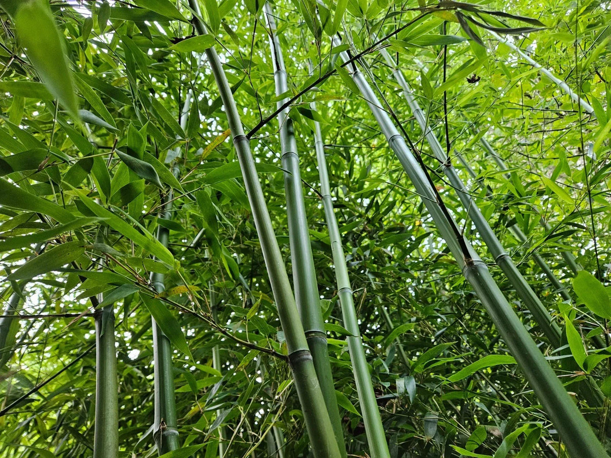 Live Rhizomes Madake Bamboo (Phyllostachys bambusoides) - Hardy Fast-Growing Privacy Screen Plants