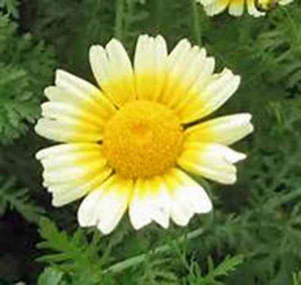Garland Daisy Seeds - 500+ Non-GMO Flowering Plant Seeds for Borders & Containers - Chrysanthemum coronarium